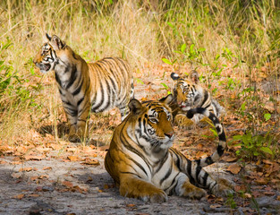 Three wild tiger in the jungle. India. Bandhavgarh National Park. Madhya Pradesh. An excellent illustration.