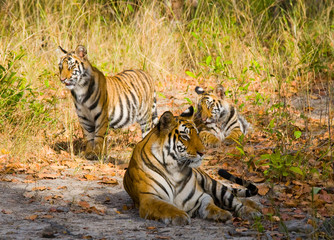 Three wild tiger in the jungle. India. Bandhavgarh National Park. Madhya Pradesh. An excellent illustration.