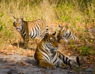 Three wild tiger in the jungle. India. Bandhavgarh National Park. Madhya Pradesh. An excellent illustration.