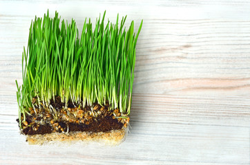 grass with turf isolated on white