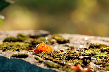 Autumn
