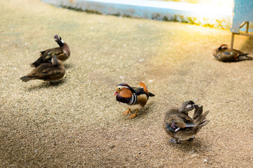 male mandarin duck (Aix galericulata)
