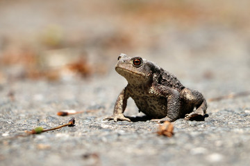 Toad