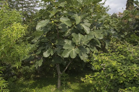 Incir Bilder – Durchsuchen 418 Archivfotos, Vektorgrafiken und Videos ...