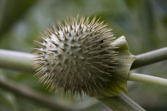 topuz