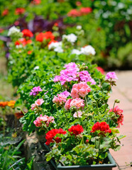 geraniums on a sunny day