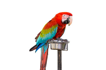 Colorful Red-and-green Macaw bird isolated