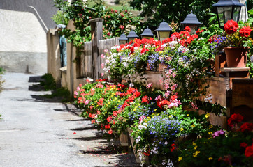 beautiful flowers in the yard by the fence