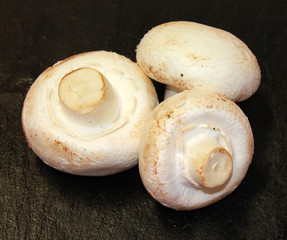 champignons de paris