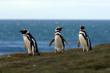 Fototapeta na wymiar Magellanic Penguins at the penguin sanctuary on Magdalena Island in the Strait of Magellan near Punta Arenas in southern Chile.