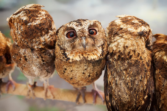 Funny portrait of curious baby owl with wide opened eyes sitting on perch side by side among group of another birds. 