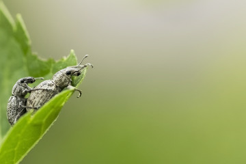 桜 / cherry blossom