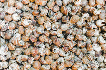 Helix pomatia.edible snail on the market in Greece
