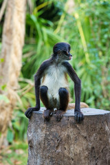 Spider monkey on a tree