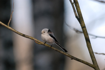 Side view of perching long-tailed tit in the forest