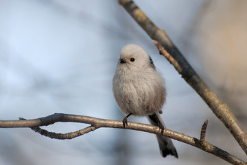 Front view of perching long-tailed tit in the forest