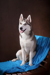 Dog breed Siberian Husky on a studiobackground