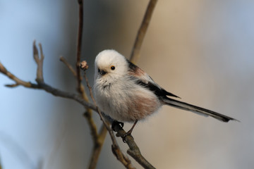 Side view of perching long-tailed tit