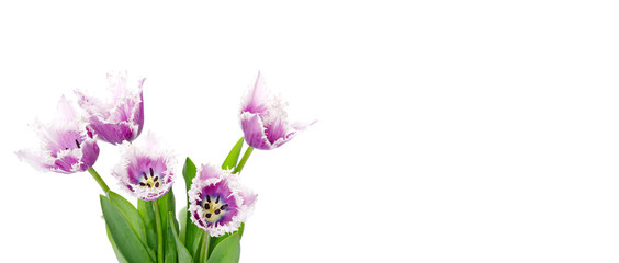 purple tulips isolated on white background