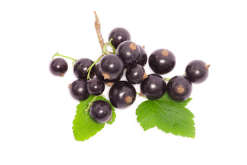 Black currant on the white background