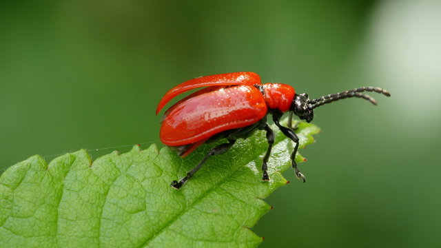 4K Lily Leaf Beetle (Lilioceris lilii) Takes Flight 1