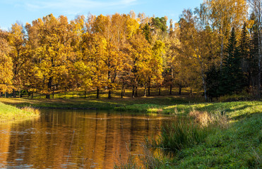 Naklejka premium Golden autumn.