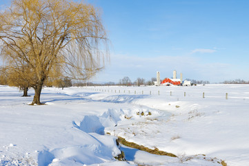 Snow Covered Meadow