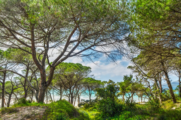 pinewood by the sea