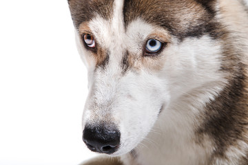 Dog breed Siberian Husky on a white background