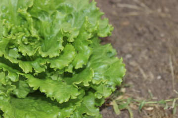 Lettuce in soil