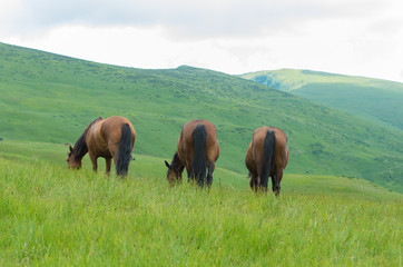 Three horses in the pasture