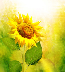 Naklejka premium Beautiful sunflower field in summer