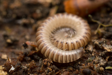 Millipede in defensive position