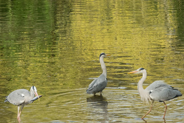 Fototapeta premium Graureiher am Ufer eines Sees