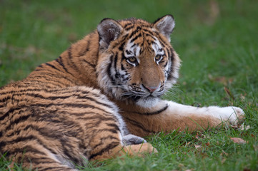 Siberian Tiger Cub (Panthera Tigris Altaica)/Siberian Tiger Cub resting in long green grass