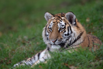 Fototapeta na wymiar Siberian Tiger Cub (Panthera Tigris Altaica)/Siberian Tiger Cub resting in long green grass