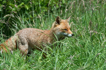 Red Fox (Vulpes Vulpes)/Red Fox in deep green grass