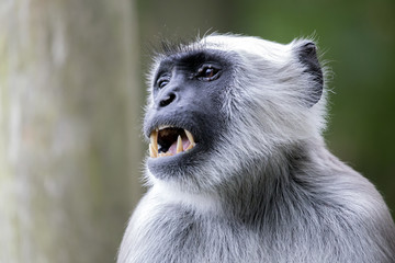 Fototapeta premium Hanuman Langur
