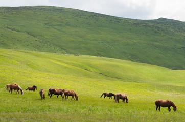 Fototapeta na wymiar herd of horses in the pasture