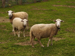 Sheeps