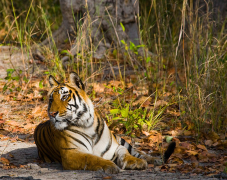 Wild tiger lying on the ground. India. Bandhavgarh National Park. Madhya Pradesh. An excellent illustration.