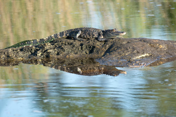 American alligator basking