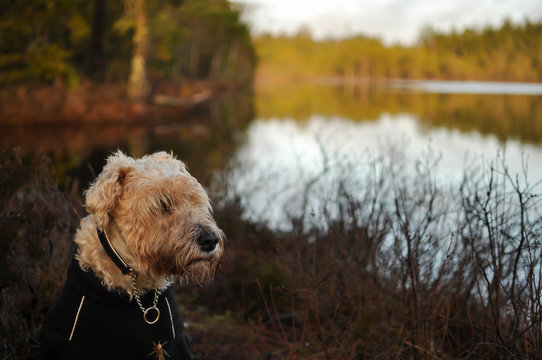 Irish wheaten softcoated terrier