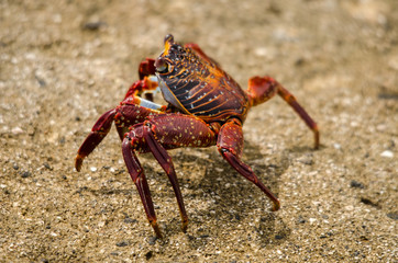 Crab