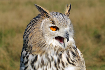 The western Siberian eagle-owl