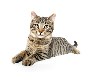 Tabby cat on white background