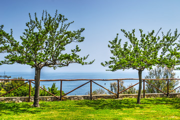 Fototapeta na wymiar green trees by the shore in Sardinia