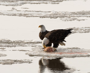 Bald eagles on ice
