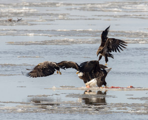 Bald Eagles on ice