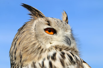 The western Siberian eagle-owl